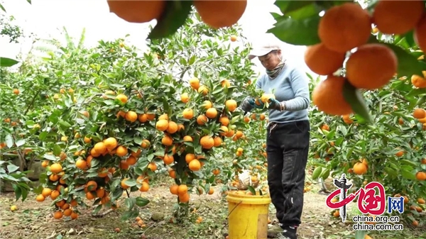 漢源2.4萬畝黃果柑喜獲豐收 預計可采收鮮果5.28萬噸
