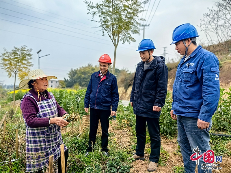 國網自貢供電公司確保灌溉電力供應 助力沿灘區菊花産業繁榮