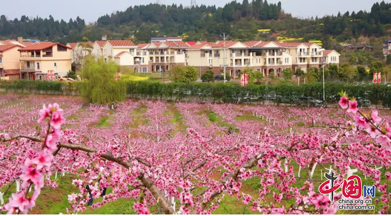 春有約 花有期 | 南充文旅：鳳儀灣·中法農業科技園3000畝桃花迎春怒放 美不勝收