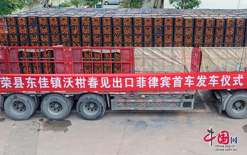 自贡市荣县柑橘出口量达2240吨 持续畅销俄罗斯等五国