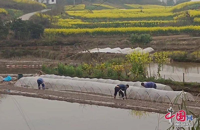 自贡市沿滩区沿滩新城·卫坪街道积极推进春耕备耕工作