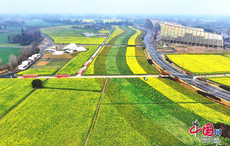 新津天府农博园：千亩彩色油菜花美上央视《新闻联播》