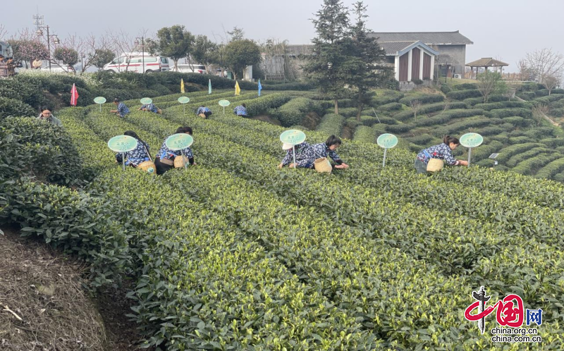 峨眉山市第四届手工采制茶职业技能竞赛圆满举行