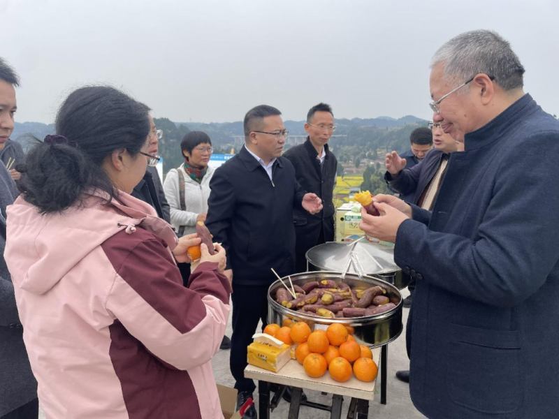 四川省农科院红薯专家团队莅遂调研遂宁红薯产业发展