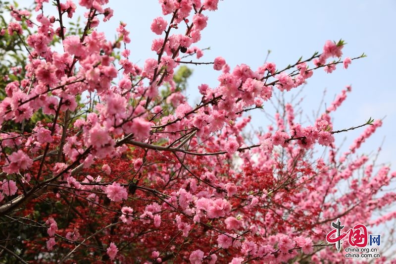 宜宾市翠屏区：桃花盛开美如画 暗香浮动春意浓 