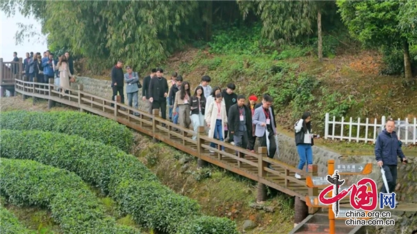 探訪茶源 感受茶韻 茶文化旅遊線路考察體驗活動在雅安名山舉行