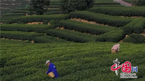 雅安名山：茶園景如畫 春綠滿枝採茶忙
