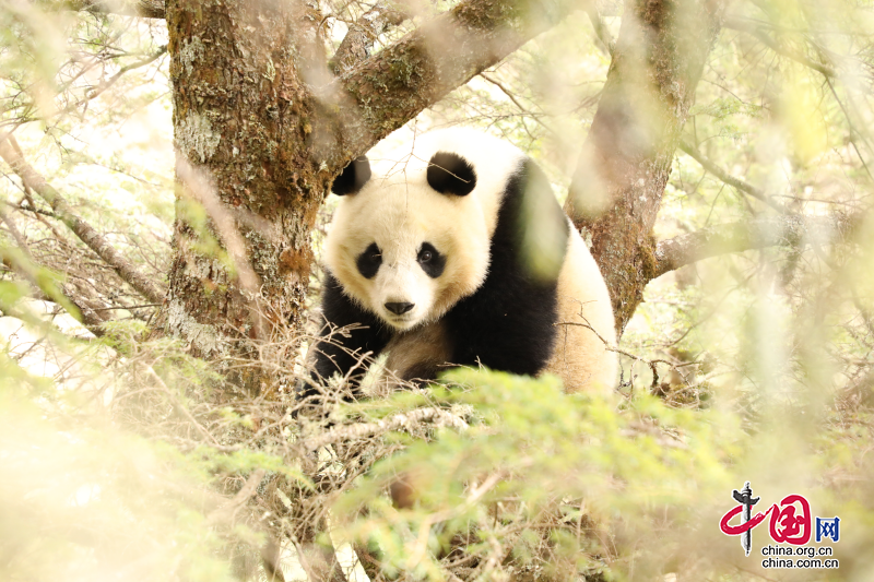 四川石棉：大熊貓國家公園石棉縣管護總站監測到大熊貓談戀愛畫面！