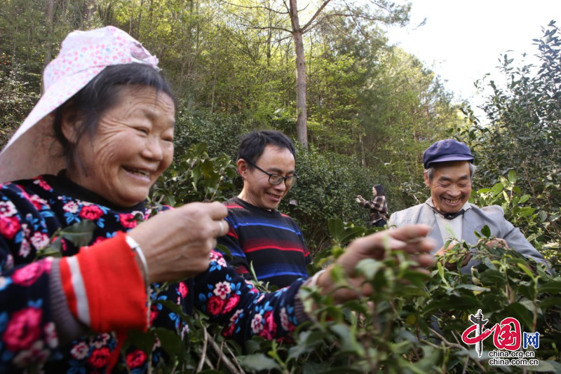 旺苍县：古茶树开采 茶香飘四方