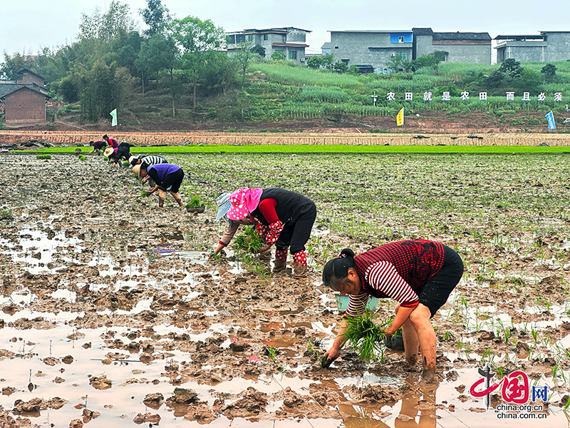 自贡市富顺县50万亩水稻插秧全面启动 助力粮食丰收