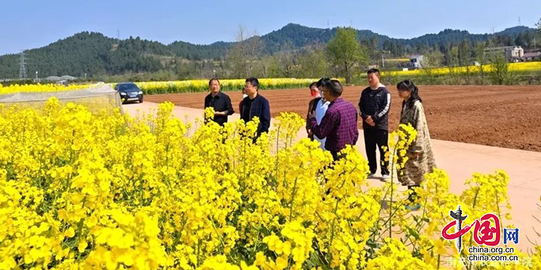 南充市农科院油菜研究所3个恢复系通过四川省田间技术鉴定