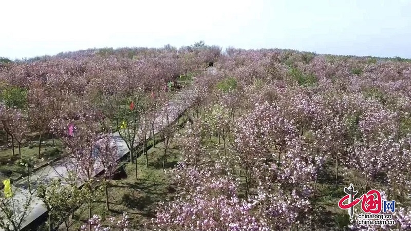 四川广安岳池：千亩樱花开 游客踏春来