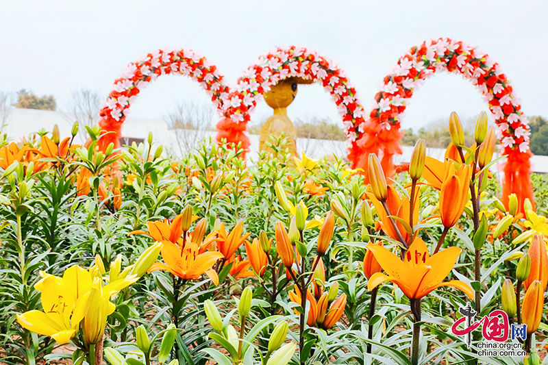 自贡市贡井区贡之源·花仙谷百合园春日盛放 邀您共赴浪漫花海之约