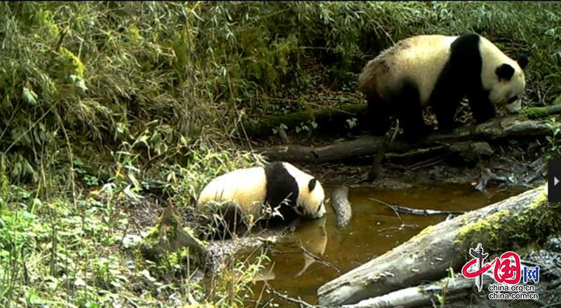 四川寶興：大熊貓國家公園寶興片區拍攝到大熊貓母子同框畫面