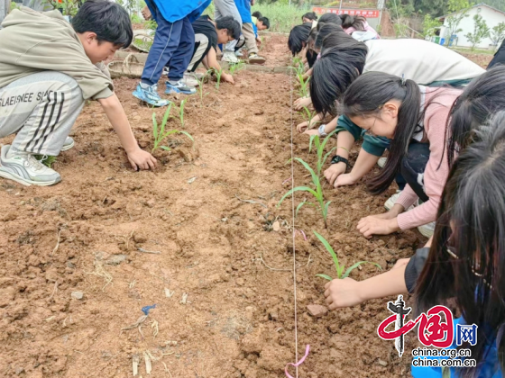 以劳树德 以劳育美 绵阳市梓潼县观义中学开展劳动教育实践活动