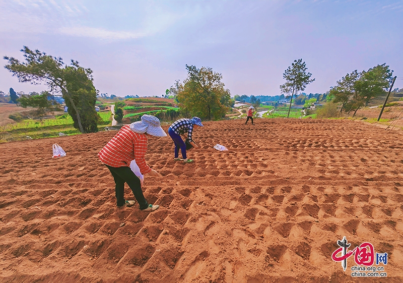 自贡市贡井区五宝镇开展花生新品种试验 助力农业高质量发展
