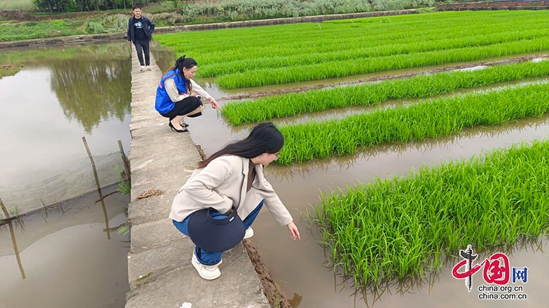 自贡市沿滩区富全镇：驻村工作队助力春耕生产 确保丰收基础