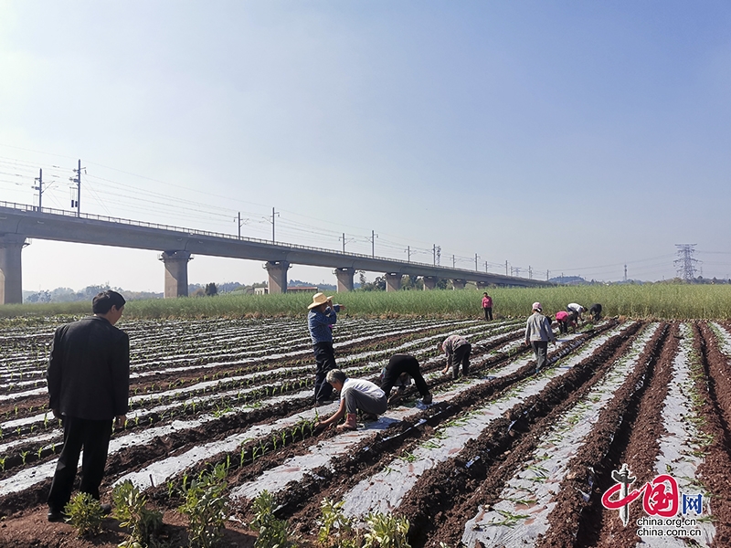 自贡市大安区春耕生产全面展开 玉米移栽工作有序进行