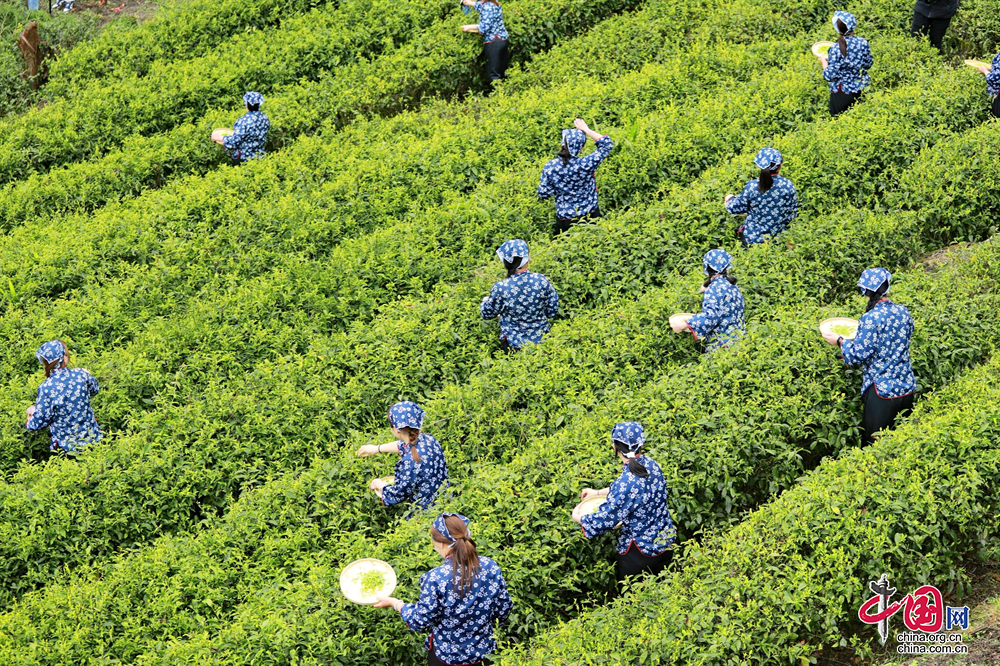 汶川水磨：汶川之南有好茶 产业融合展新姿
