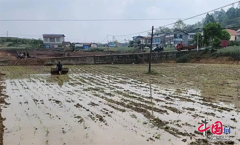 自贡市大安区春耕繁忙 水稻插秧工作全面展开