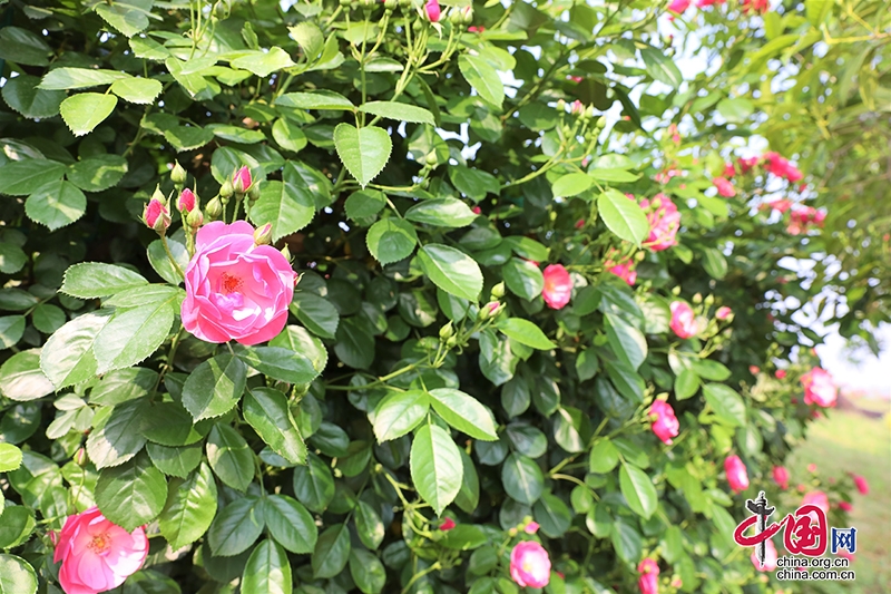 自贡市贡井区贡之源·花仙谷百余亩玫瑰盛开 迎来浪漫赏花季