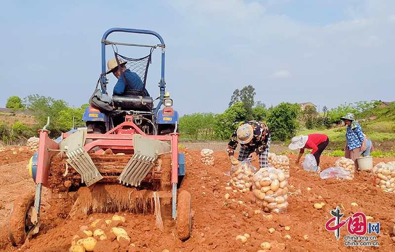 自贡市贡井区五宝镇冬马铃薯喜获丰收 平均亩产达6500斤