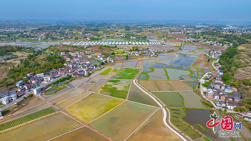 四川自贡：小田块变身标准稻田 创新种养模式打造高标准天府粮仓