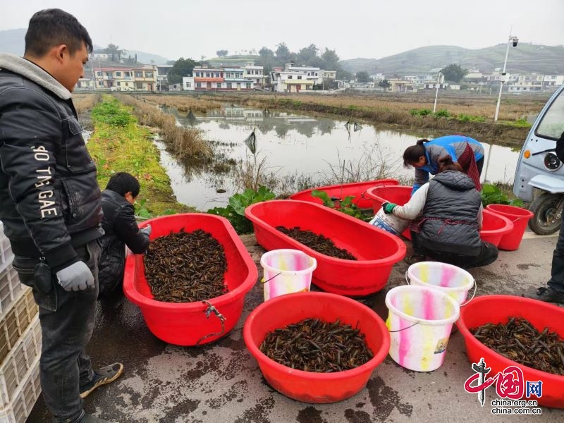 早虾产业喜获丰收 兴文龙虾旺销全国