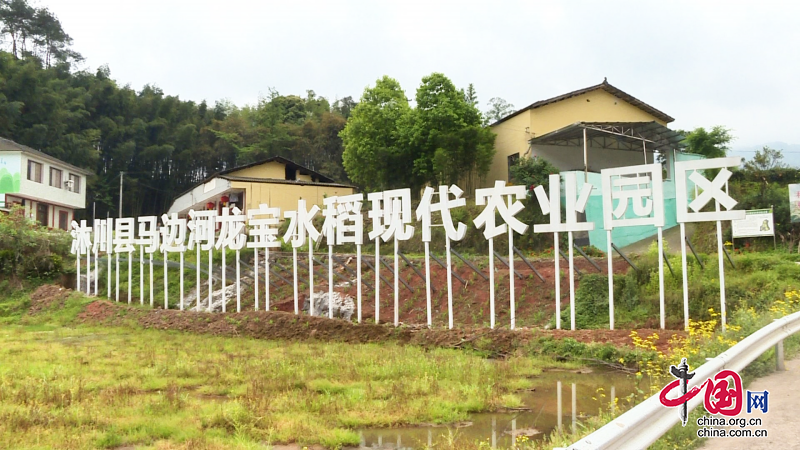 乐山沐川：正是春耕好时节 不误农时忙抛秧