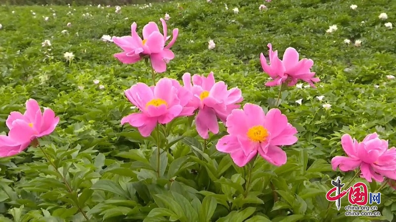 广安岳池：芍药花开延续春天美丽