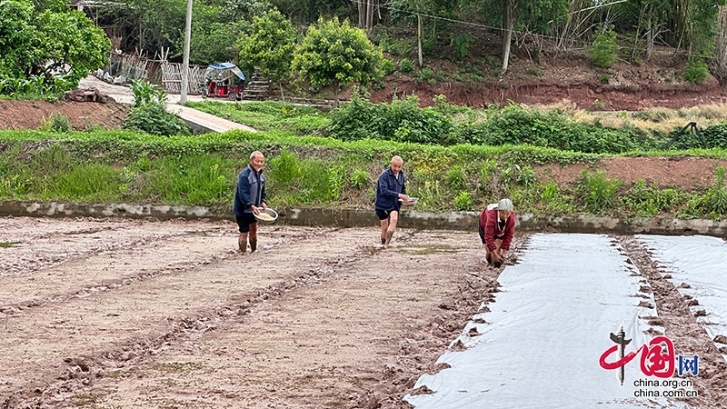 自贡市沿滩区春耕时节呈现繁忙景象 水稻高粱播种助力乡村振兴