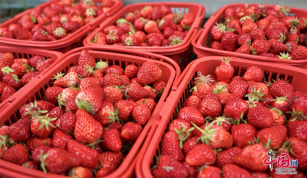 四川省金川縣：“小草莓”映紅了鄉村經濟“增收路”