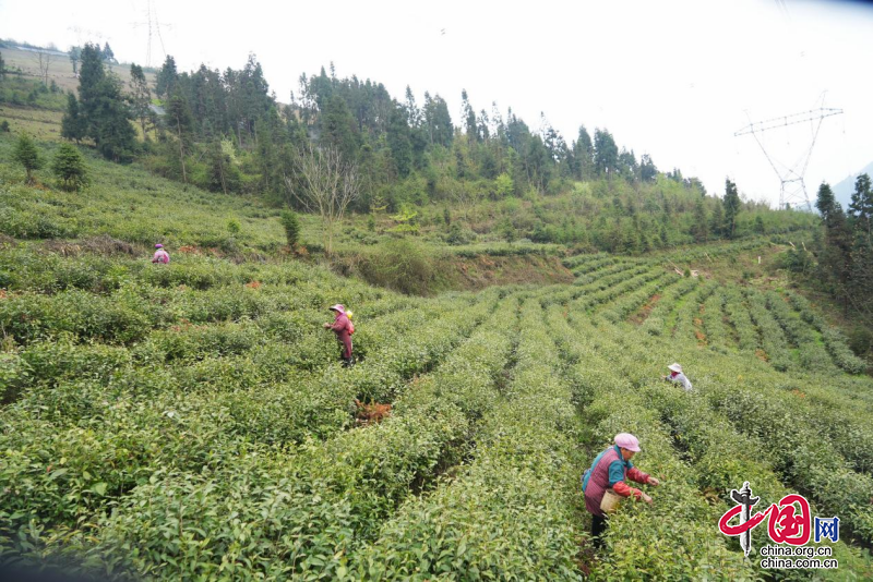 樂山市金口河區：將“茶葉”做成“茶業” 書寫鄉村振興新篇章