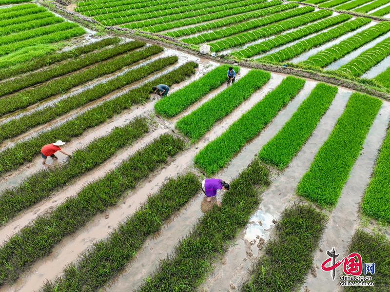 广安前锋：移栽彩色水稻 打造稻田文化