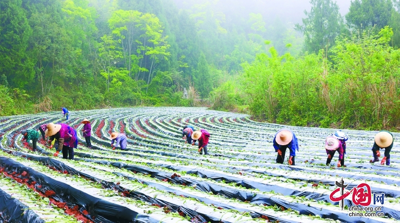 搶抓時節(jié) 移栽紅薯苗——南充市西充縣計劃種植7.58萬畝