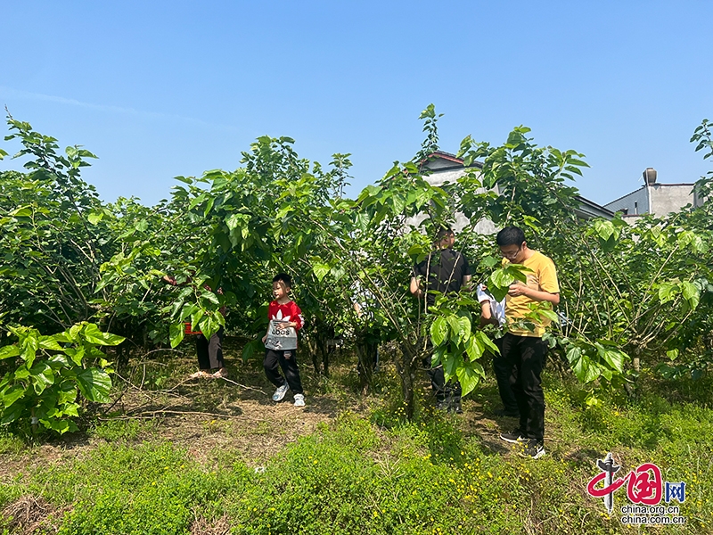 自贡市富顺县古佛镇第三届桑葚采摘乡村文化旅游活动持续升温