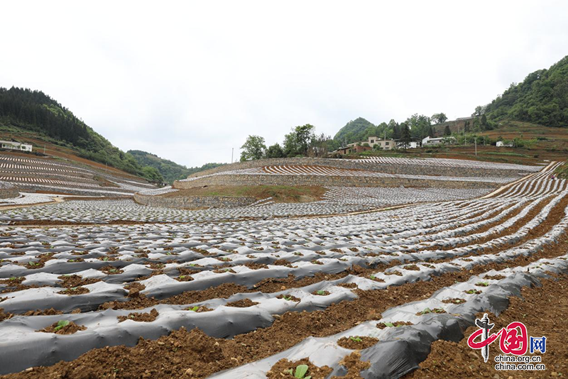 古藺縣皇華鎮(zhèn)：田間煙苗吐新綠 春雨助農移栽忙