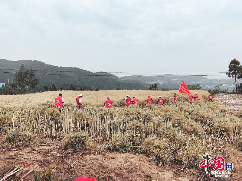 劍閣縣涂山鎮(zhèn)黨員干部化身“收割員”解民困