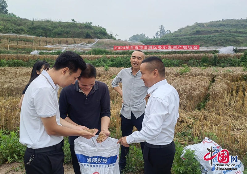 自貢市沿灘區開展冬小麥收穫測産工作