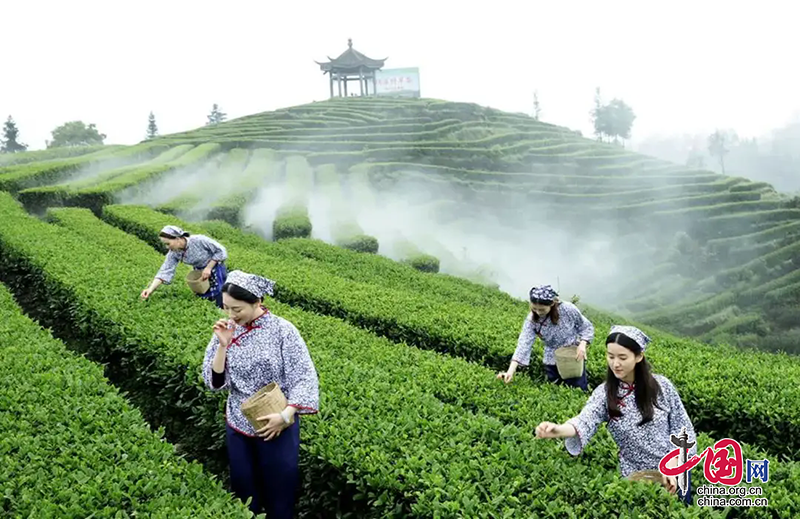 瀘州納溪：數字賦能茶産業提質增效