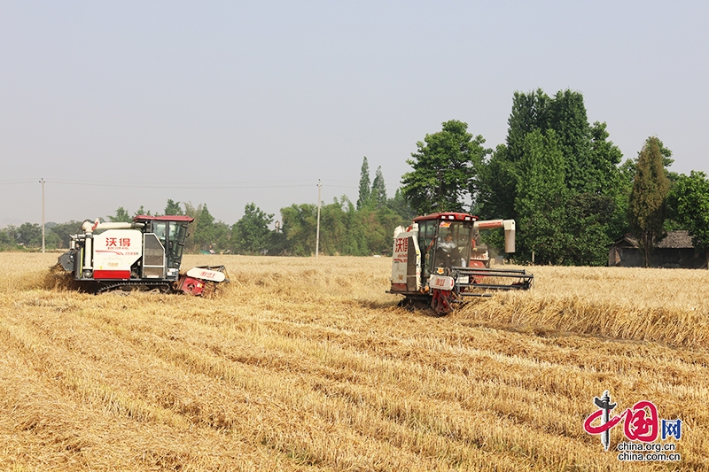 綿竹市27萬畝小麥喜獲豐收