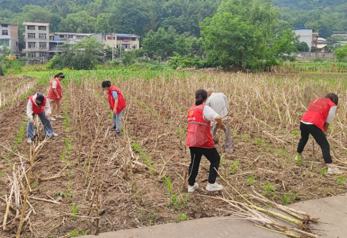 射洪太和街道涼帽山社區：秸稈禁燒顯成效 藍天保衛戰正酣