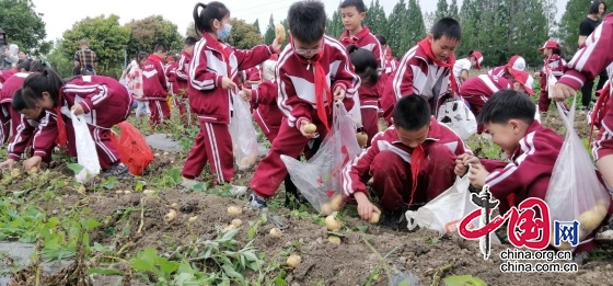 劳动最光荣 美德润童心——江油市文化街小学开展劳动基地采摘实践活动