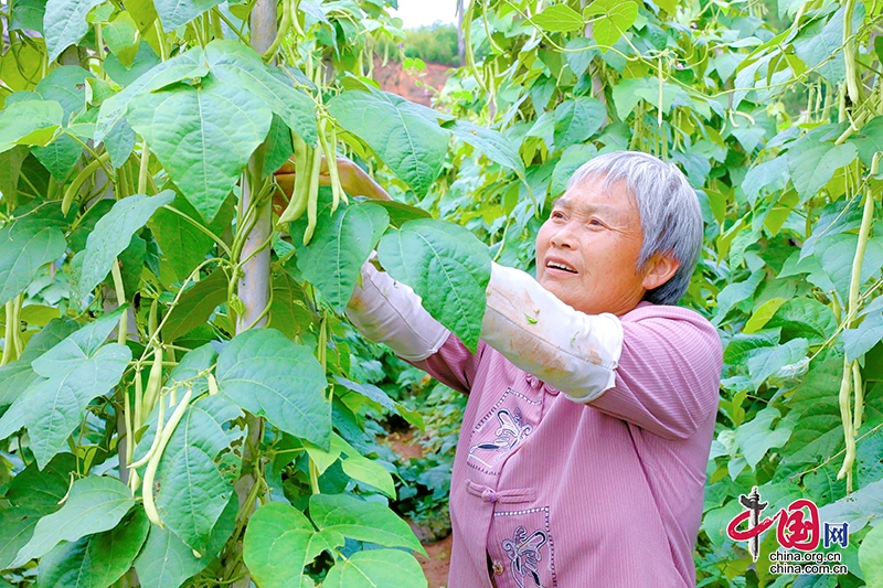 自貢市貢井區五寶鎮田壩村四季豆喜獲豐收