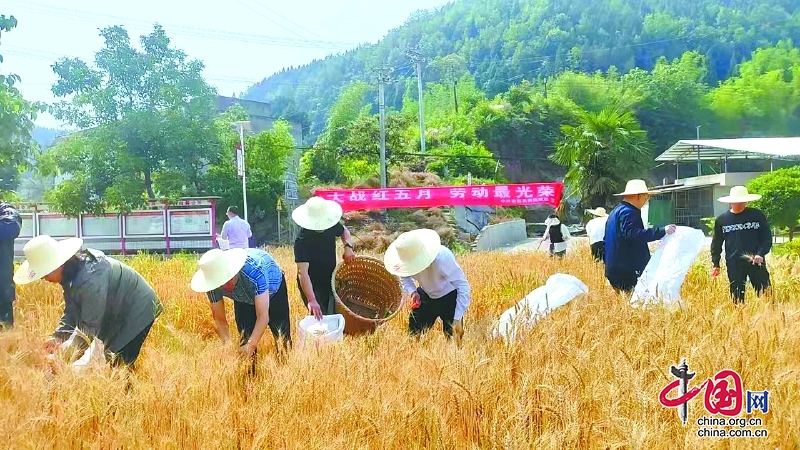 四川南充市南部縣：初夏時(shí)節(jié)農(nóng)事忙