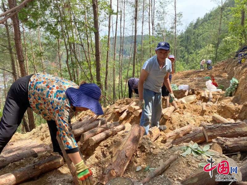 青川木鱼：林下种茯苓 青山变“金山”