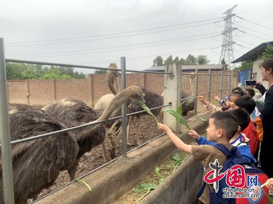 “親近鴕鳥，擁抱自然”綿陽市石馬鎮(zhèn)中心幼兒園開展親子研學(xué)活動