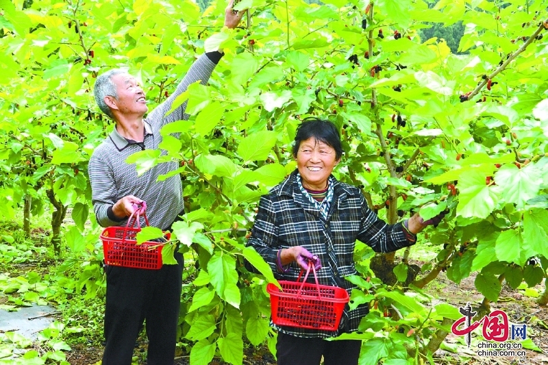 南充市南部縣：桑葚滿枝頭 采摘正當(dāng)時(shí)