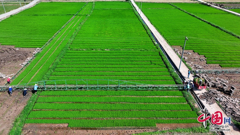 夯实粮食安全“压舱石”！四川中江41万余亩水稻移栽忙