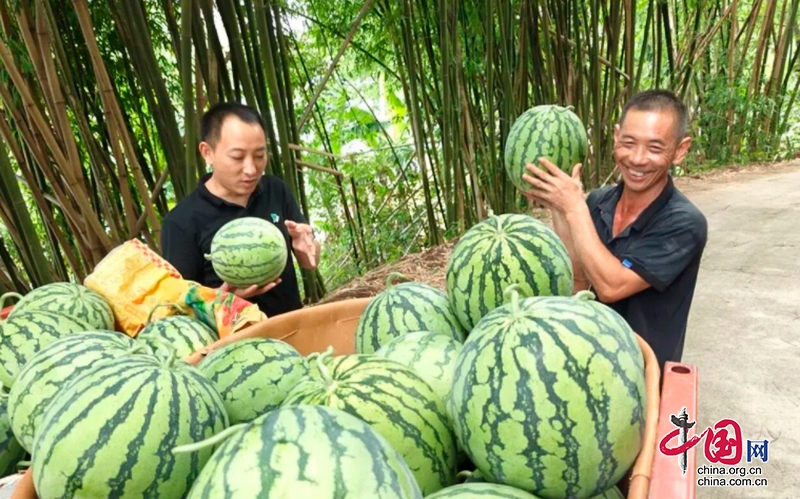 自贡市沿滩区九洪西瓜产业带来富民增收